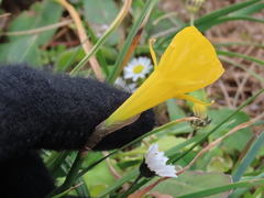 Narcissus obesus