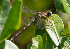Phanogomphus minutus