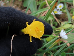 Narcissus obesus