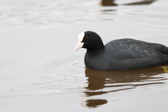 Fulica atra