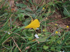 Narcissus obesus