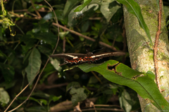 Heraclides hectorides