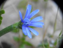 Cichorium pumilum