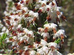 Erica penicilliformis