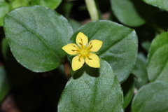 Lysimachia nemorum