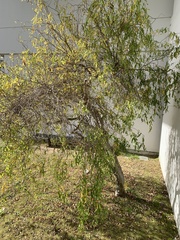 Salix babylonica tortuosa