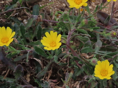 Calendula suffruticosa