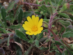 Calendula suffruticosa