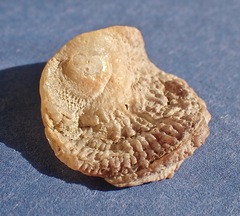 Pododesmus macrochisma