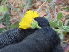 Calendula suffruticosa