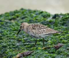Calidris alpina