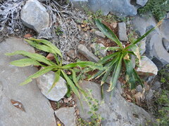 Drimia numidica