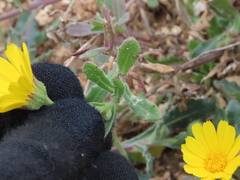Calendula suffruticosa