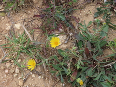 Calendula suffruticosa