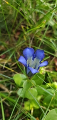 Gentiana calycosa