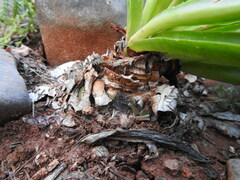Drimia numidica
