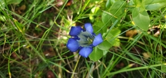 Gentiana calycosa