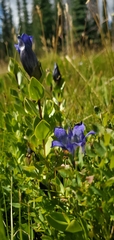Gentiana calycosa