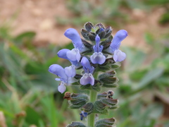 Salvia verbenaca