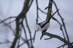Aegithalos caudatus caudatus