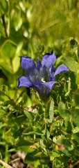 Gentiana calycosa
