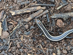 Plestiodon skiltonianus interparietalis