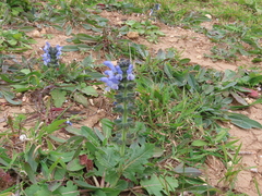 Salvia verbenaca