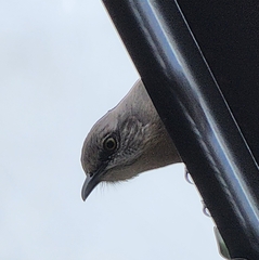 Mimus polyglottos