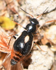 Colotes maculatus