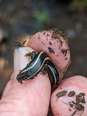 Plestiodon skiltonianus interparietalis