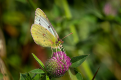 Colias vauthierii