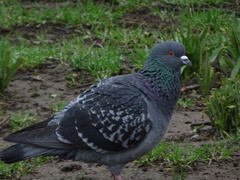 Columba livia domestica