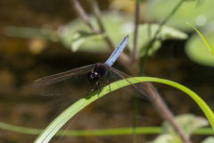 Crocothemis nigrifrons