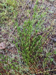 Crocanthemum scoparium