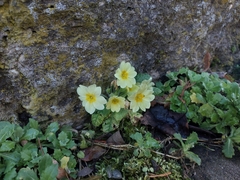 Primula vulgaris