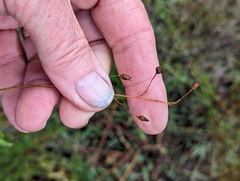 Crocanthemum scoparium