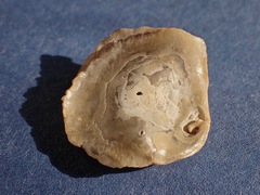 Pododesmus macrochisma