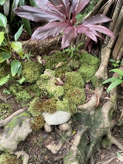 Racopilum cuspidigerum