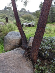 Eucalyptus sideroxylon