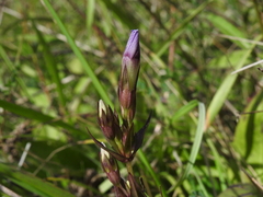 Gentianella germanica