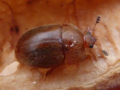 Cychramus luteus