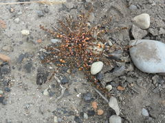 Epilobium microphyllum