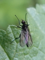 Empidoidea