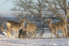 Cervus nippon yesoensis