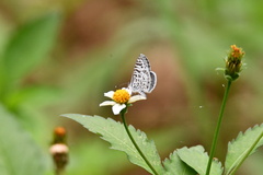 Leptotes