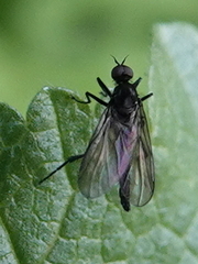 Empidoidea