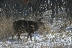 Cervus nippon yesoensis