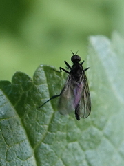 Empidoidea