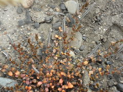 Epilobium microphyllum