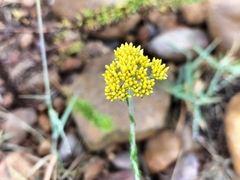 Helichrysum cymosum